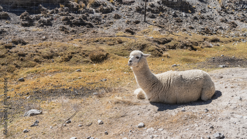 Fototapeta premium The white llama is resting. The animal is lying quietly on the ground, looking away. Head up, branch in mouth. Dry yellow grass on the soil. Peru.