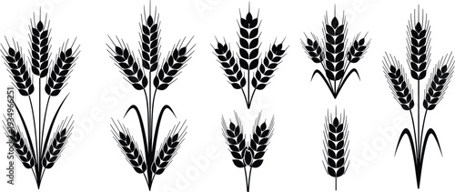Wheat stalk silhouette illustration, agricultural plant artwork, botanical grain design, farming motif sketch, natural crop pattern, decorative agriculture inspired drawing