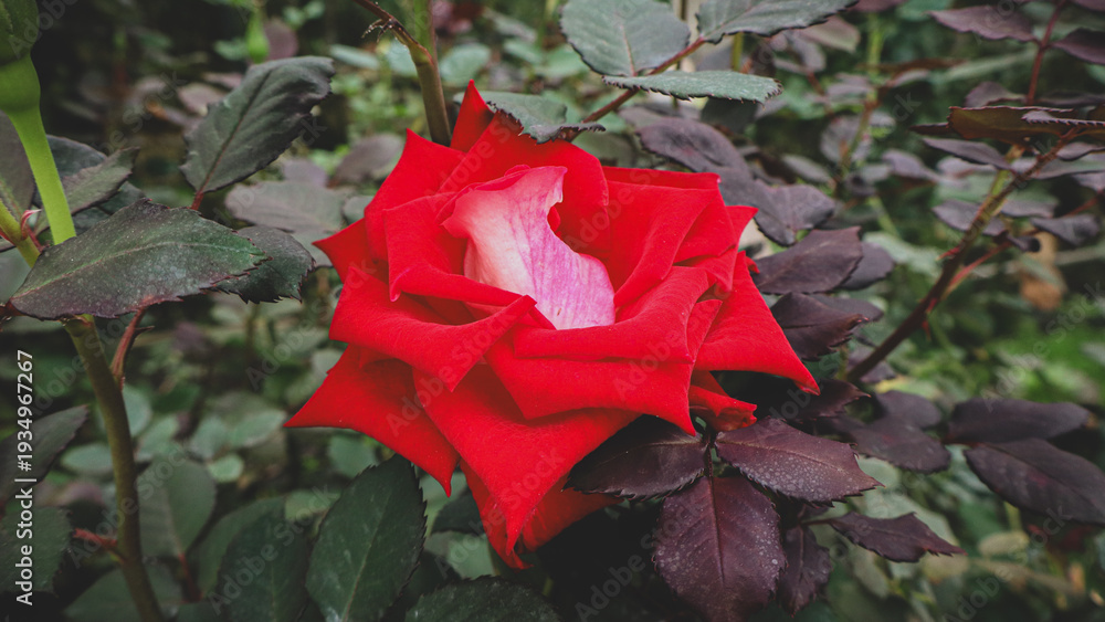 Fototapeta premium red rose in the garden