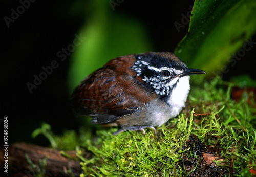 White-breasted wood-wren, Henicorhina leucosticta
