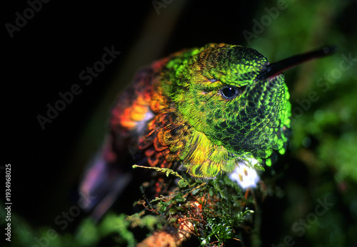 Snowy-bellied hummingbird, Saucerottia edward
