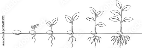 Continuous One Line Drawing of Plant Growth Stages From Seed to Sprout and Mature Leafy Green Stem Nature Evolution Business Progress Concept