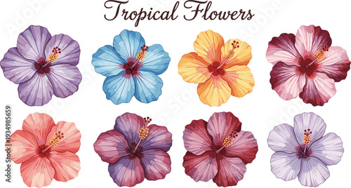 Tropical Hibiscus Flowers Set in Various Colors for Floral Illustration and Design