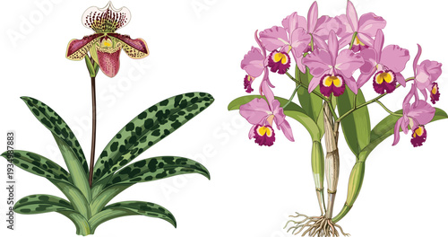 Orchid Botanical Vector Illustration Set Featuring Paphiopedilum and Cattleya Flowers, Detailed Vintage Style Floral Artwork