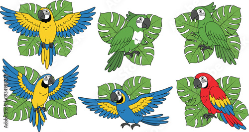 Colorful tropical parrots and macaws flying with monstera leaves exotic jungle birds vector illustration collection