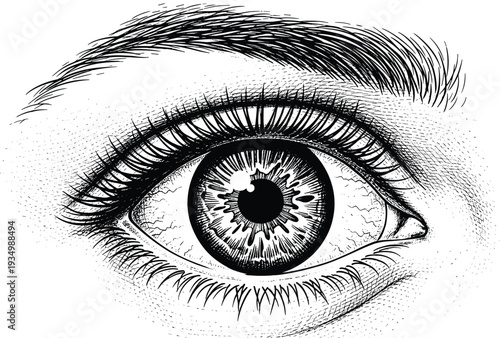 Realistic Human Eye Vector Illustration with Detailed Iris Texture and Eyelashes, Vintage Engraving Style Line Art