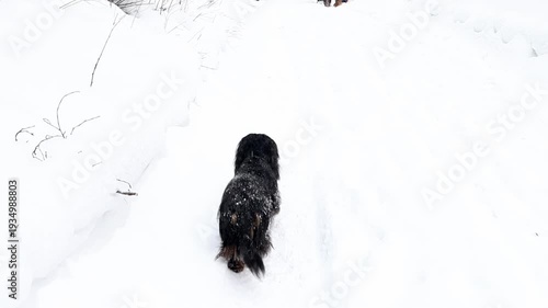 Dachshund exploring deep snowdrifts in countryside. Seasonal outdoor scene and playful companion moment. Dog moving quickly through white winter field. Cold weather exercise and cheerful pet lifestyle