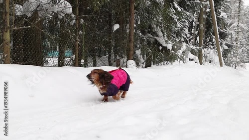 Small dog in pink coat enjoying snowy forest walk. Winter companion concept and joyful countryside atmosphere. Dachshund running across snow covered path. Active pet scene and outdoor adventure.