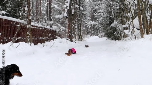 Dachshunds running through snowy trail in countryside. Cold weather adventure, playful mood and winter landscape atmosphere. Three dogs outdoor.