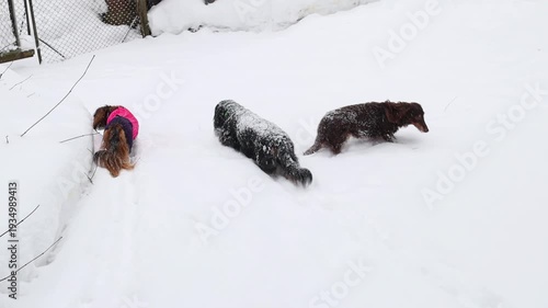 Dogs enjoying winter walk in snowy woodland. Companion animals, fresh air activity and cold season scenery. Three longhaired dachshunds running on snowy countryside.