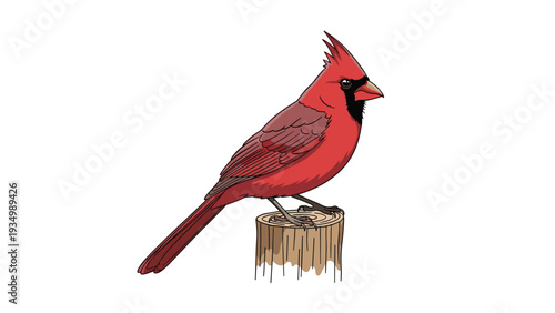 Beautiful red cardinal bird perched on a rustic tree stump against a clean white background, showing its vibrant plumage and pointed head crest.