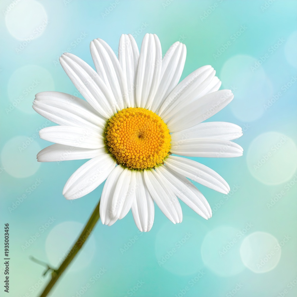 Naklejka premium Close-up of a white daisy against a soft teal background