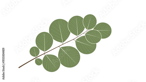 Branch with vibrant green round leaves displays intricate vein patterns against a plain white background in a simple botanical study.