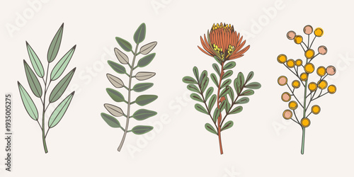 Botanical illustration featuring various leaves and flowering branches