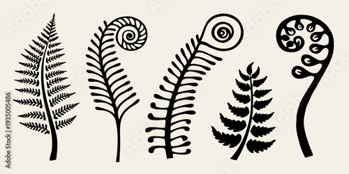 Stylized black and white illustration of various fern fronds and spirals