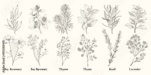 Botanical illustration displaying various herbs and their detailed foliage