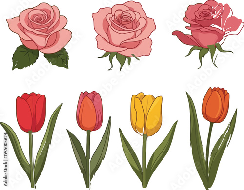 Blooming Beauty: An array of vibrant roses and tulips, hand-drawn to capture their intricate petal details and elegant form, celebrating the essence of spring.