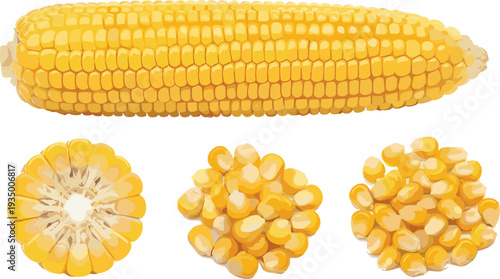 Sweet corn cob kernels and corn slice set fresh organic maize vegetable food vector illustration isolated