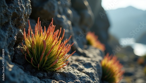 Close up of resilient desert plant with vibrant orange and green spiky foliage growing on rugged grey rock face bathed