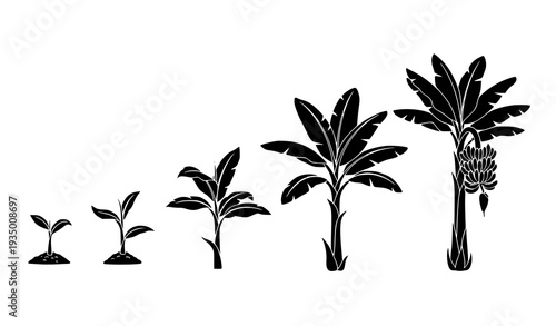 Banana Plant Growth Stages Silhouette Vector in Five Development Phases