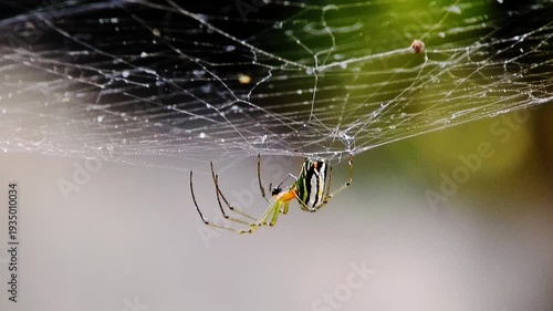 Spider hanging from intricate web on green leafy branch