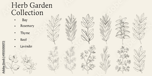 Botanical illustration of various herb plants with handwritten labels