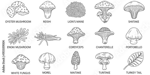 Flat vector illustration of mushroom species grid, oyster reishi lion’s mane shiitake enoki cordyceps chanterelle portobello morel maitake