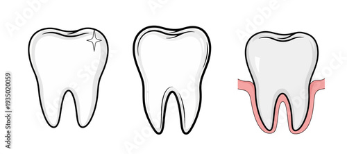 Set of Three Human Tooth Illustrations Showing Healthy Enamel and Gum Structure