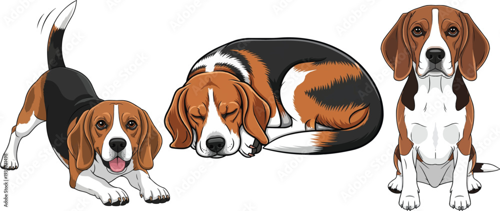 Obraz premium Beagle dog sleeping curled up play bow sitting vector pose set