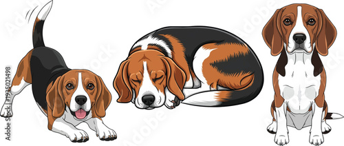 Beagle dog sleeping curled up play bow sitting vector pose set