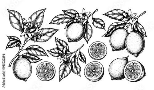 Ink Lemon Branch and Half Lemon Botanical Vector Illustration Set
