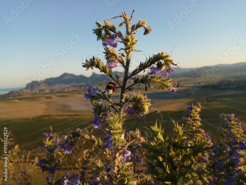 Beautiful mountain ridges and spring flowers in background Europe