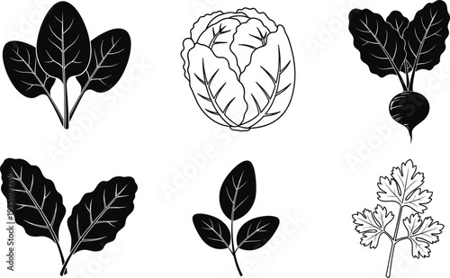 Leafy vegetables vector icon set with cabbage beet spinach and parsley botanical food illustrations