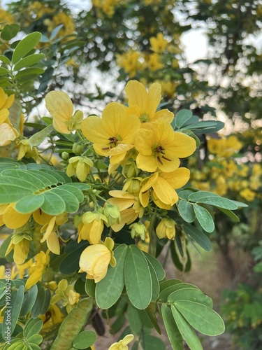 beautiful Cassia Surattensis flowers in the garden