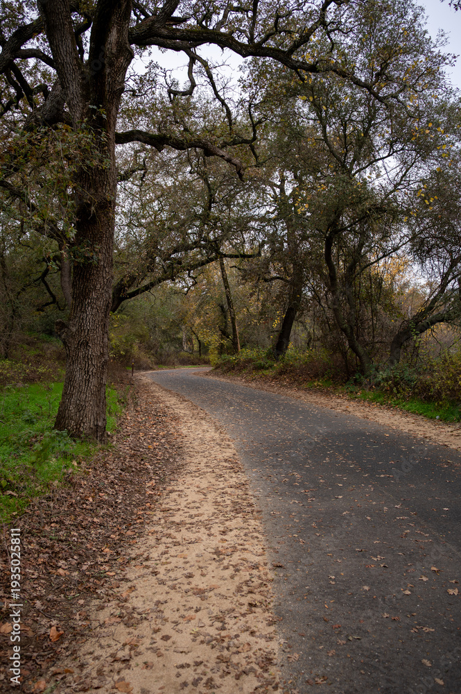 Fototapeta premium Autumn Pathway Through Quiet Forest