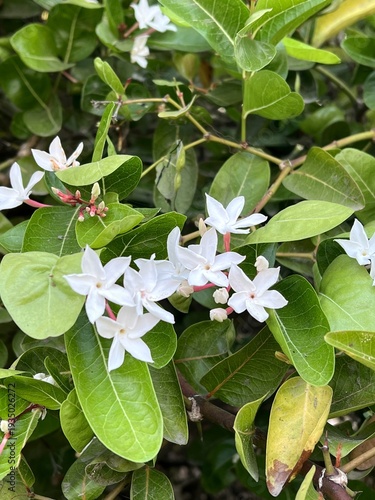Carissa carandas flower in nature garden