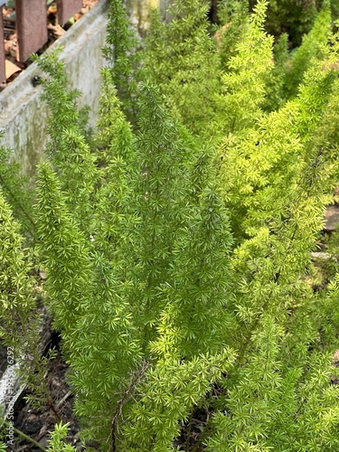 green spruce branches close - up ( Foxtail Fern )