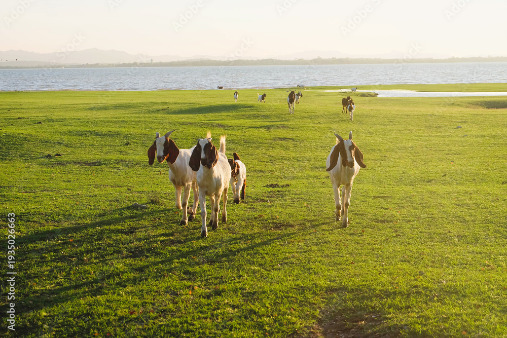 Fototapeta premium Goat pasture in a natural setting.