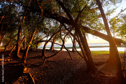 A garden with large trees in a natural setting.