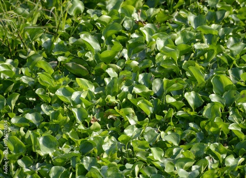 green water hyacinth leaves in the park