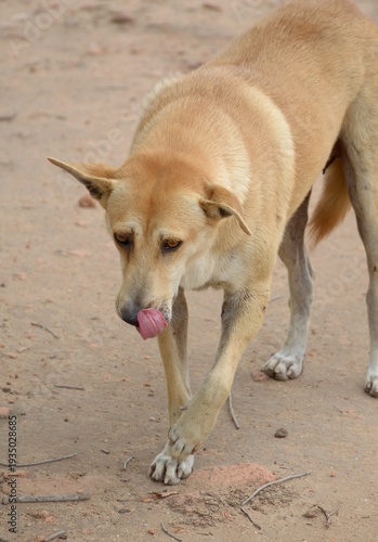 cute dog on the beach