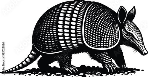 Armadillo illustration in vintage engraving style, detailed black and white wildlife vector of armored mammal isolated on light background for logo, tattoo, design.