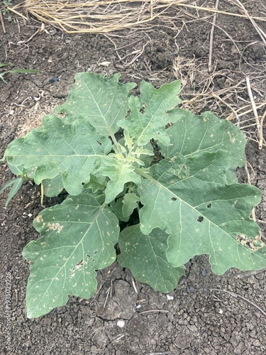 close up eggplant in nature garden