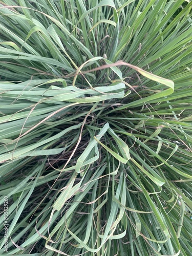 close up lemongrass in nature garden