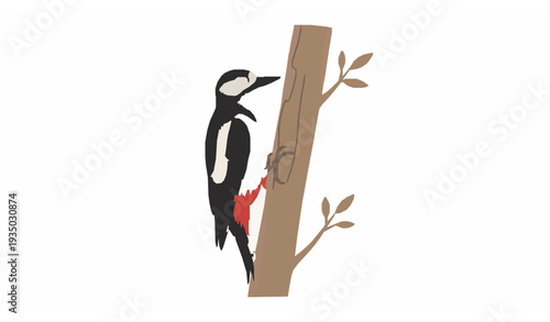 Great Spotted Woodpecker Clinging to Tree Trunk Vector Wildlife Bird Illustration