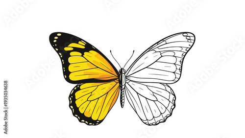 Creative illustration of a butterfly featuring a brightly colored yellow and orange wing paired with a detailed black and white line art half.