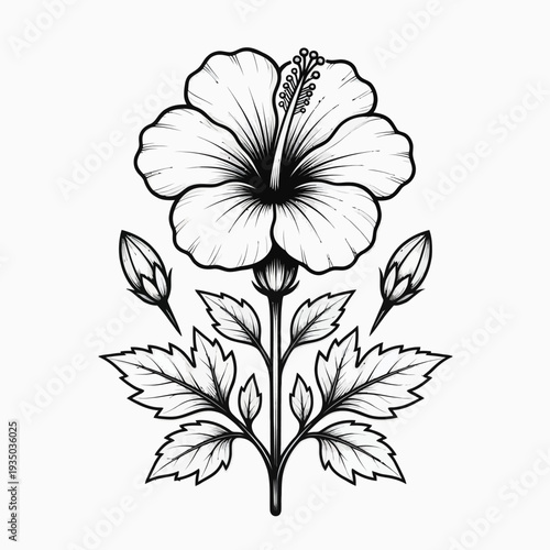 A black and white illustration of a hibiscus flower with leaves, showcasing detailed line art and botanical elements.