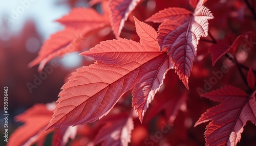 Vibrant Red Autumn Maple Leaves Covered in Dewdrops at Sunrise with Soft Sunlight