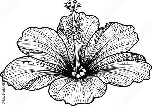 Hibiscus flower illustration, black and white drawing, botanical line art, floral anatomy sketch, detailed petals artwork, artistic stamen design, coloring page