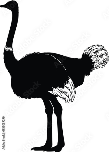 Ostrich silhouette illustration, black and white artwork, long neck bird drawing, detailed feather design, wildlife sketch, educational animal study, exotic species art